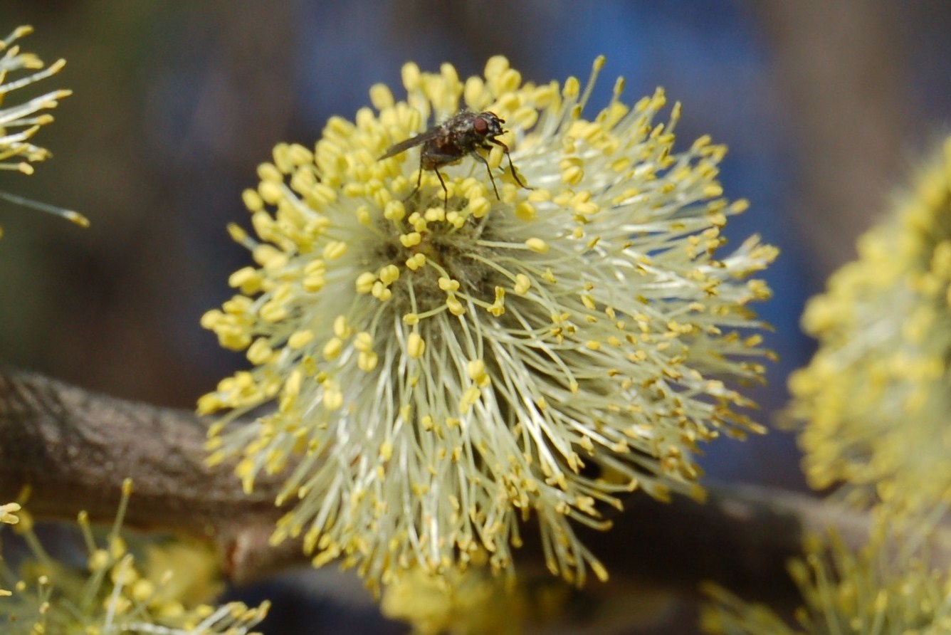 Accenno di primavera.
